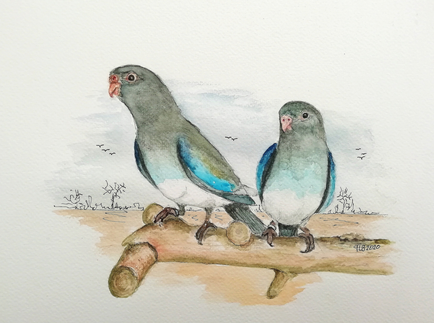 Twee jonge Splendid parkieten (Blauwe witbuik)