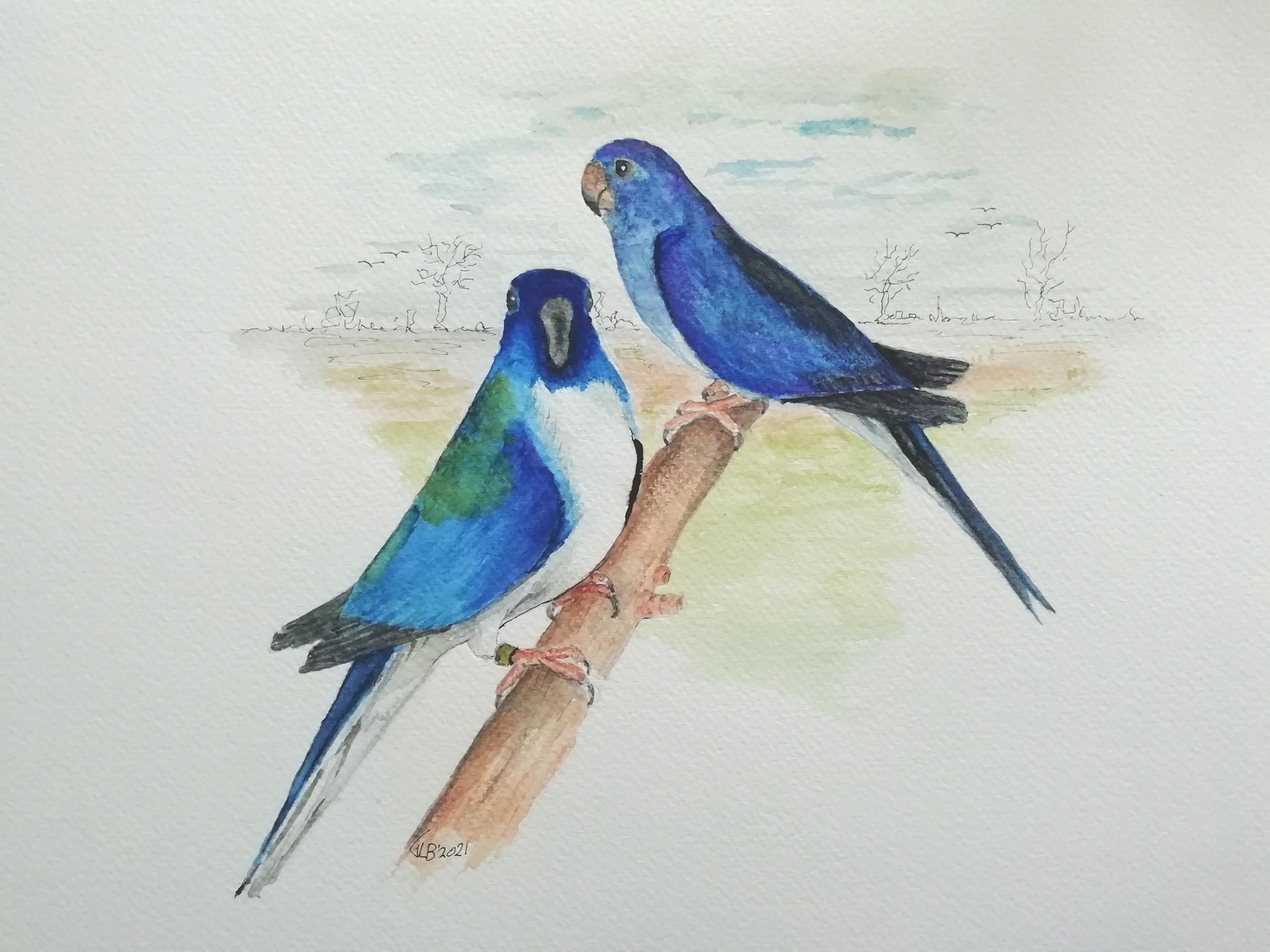 Een  koppel Blauw (witbuik) Violet splendid parkieten