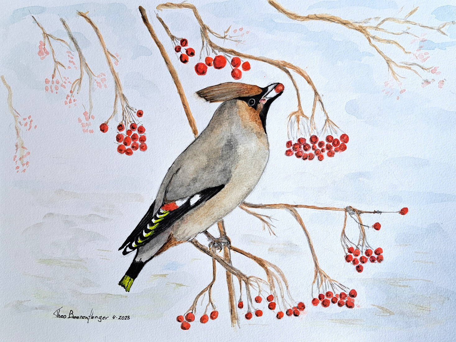 Pestvogel - Bombycilla garrulus 