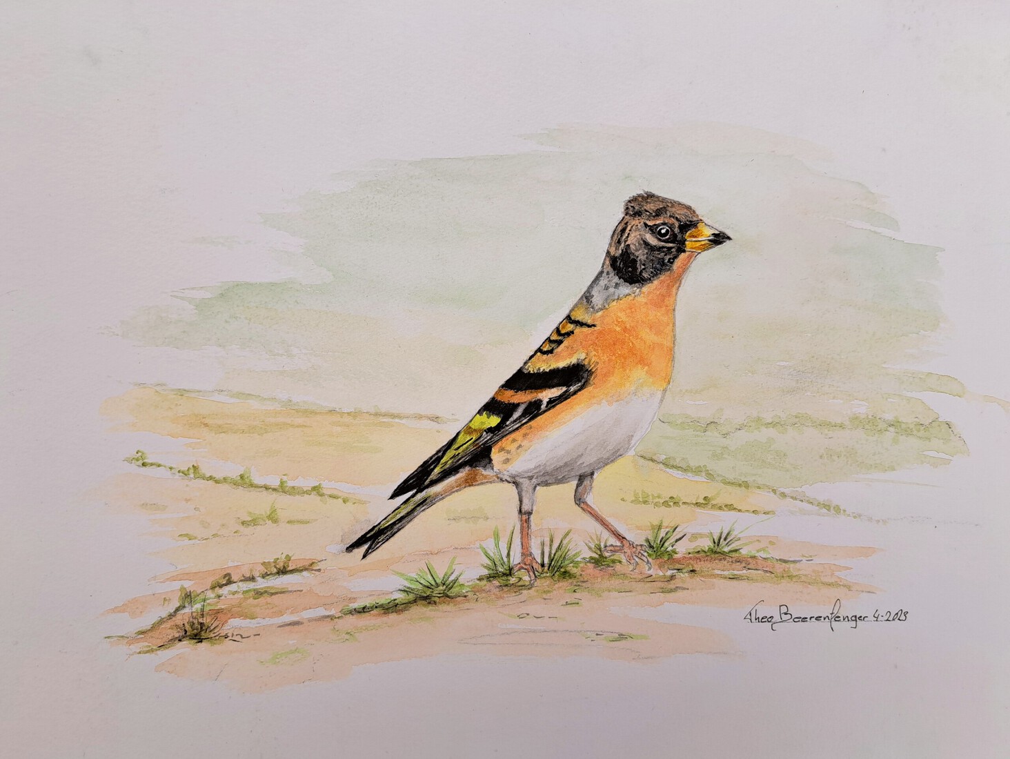 KEEP  Fringilla montifringilla - Vinken (Fringillidae)