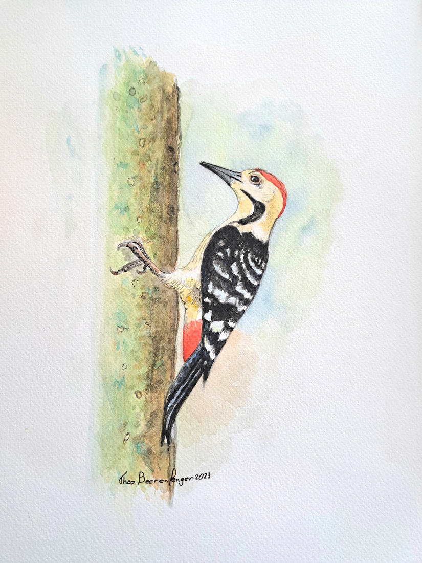 Kleine bonte Specht (Picidae)