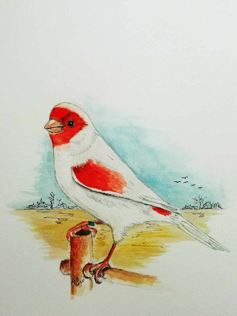 De Rood Mozaïek kanarie