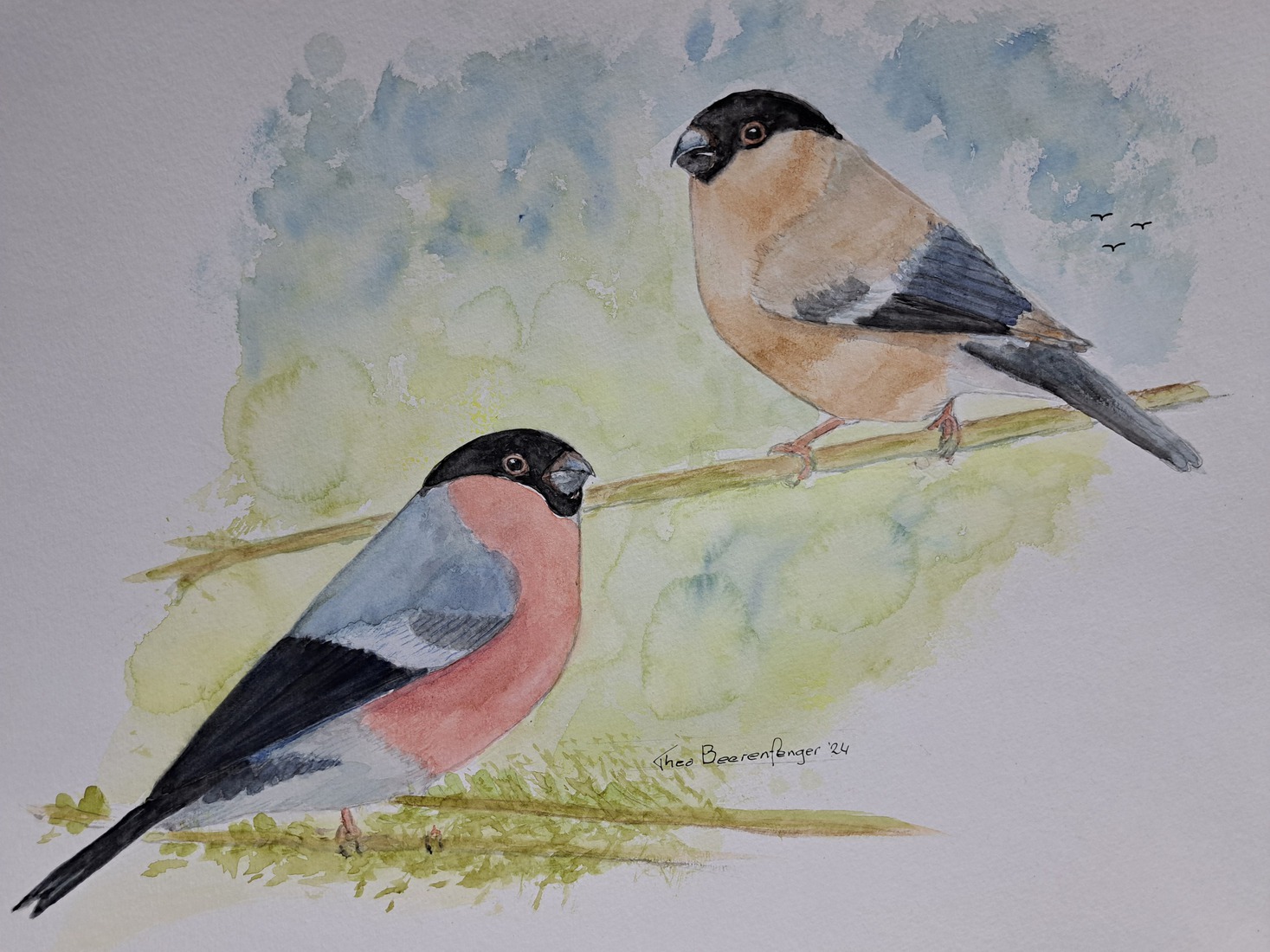 Goudvinken (Pyrrhula pyrrhula)