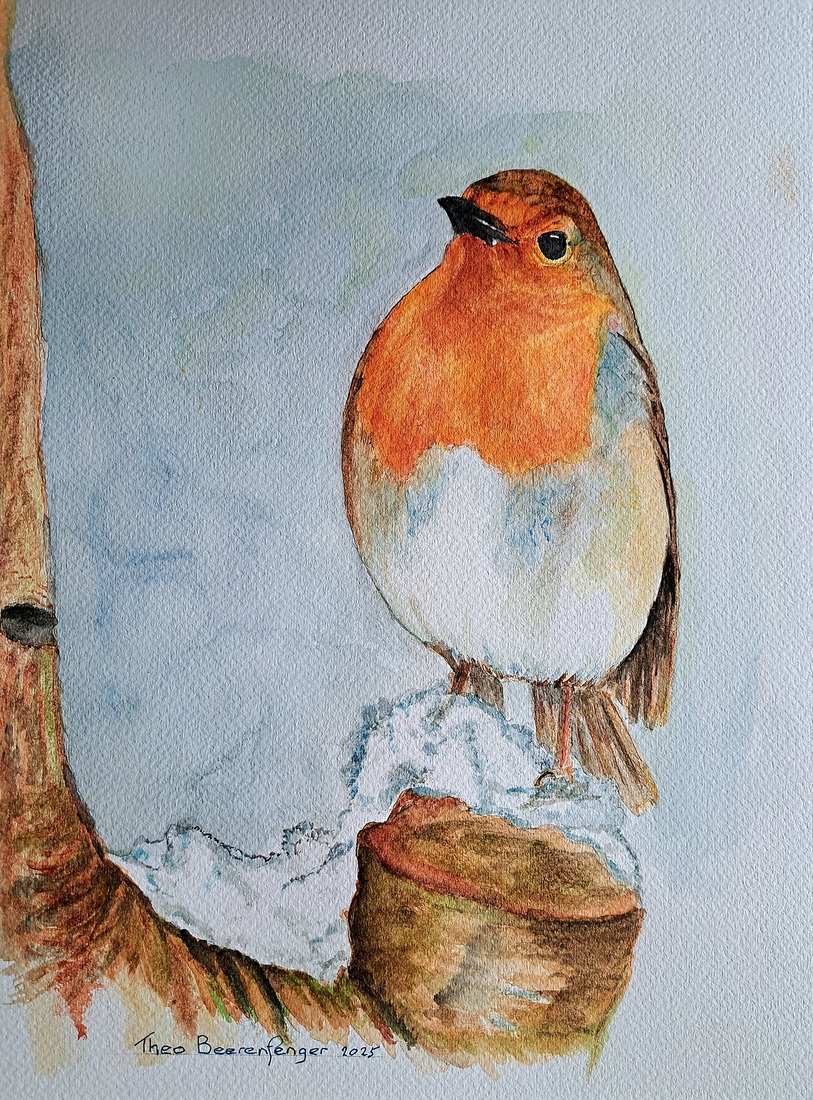 Roodborst (Erithacus rubecula) 
