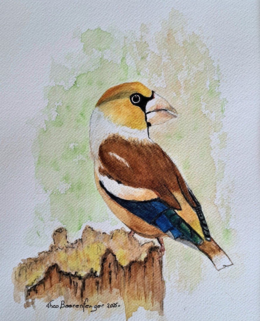 De appelvink (Coccothraustes coccothraustes)