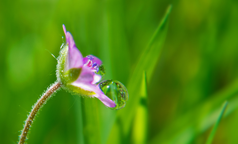 Verstopt in het gras