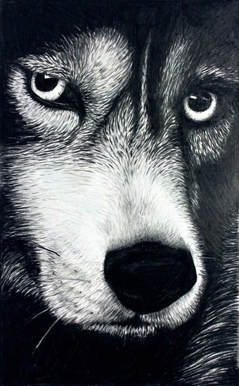Hond