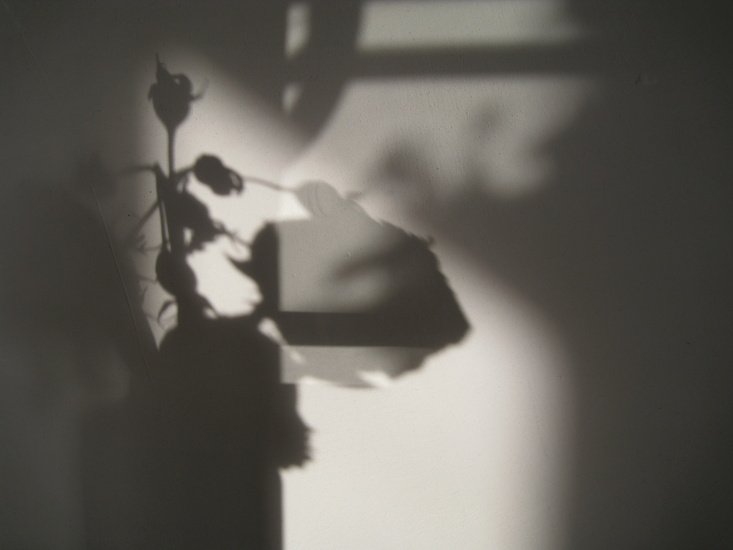 de roos en haar schaduw 3