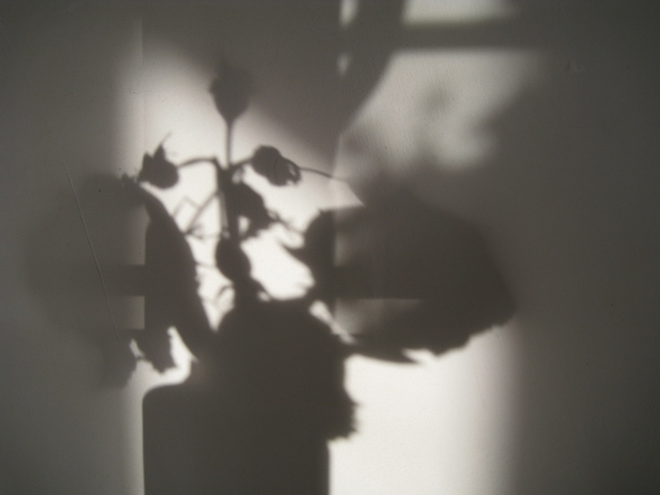 de roos en haar schaduw 4