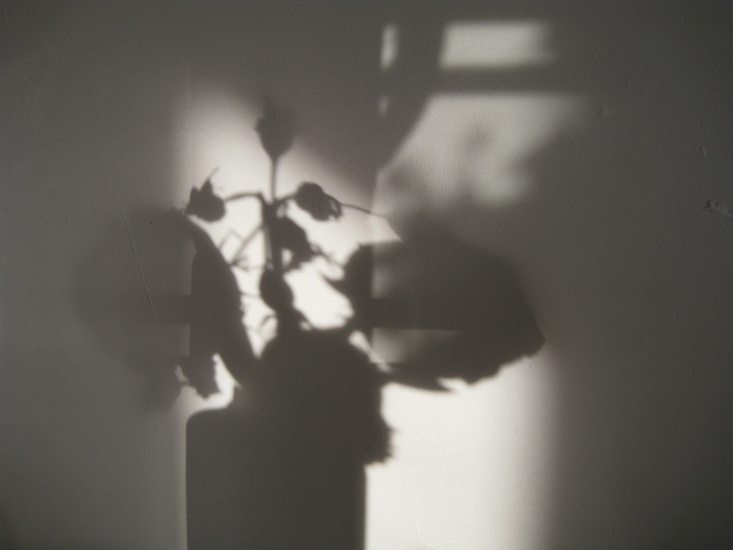 de roos en haar schaduw 5