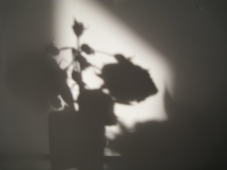 de roos en haar schaduw 7