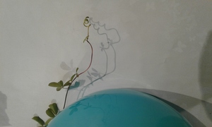 Onbewerkte foto's van onbelangwekkende zaken