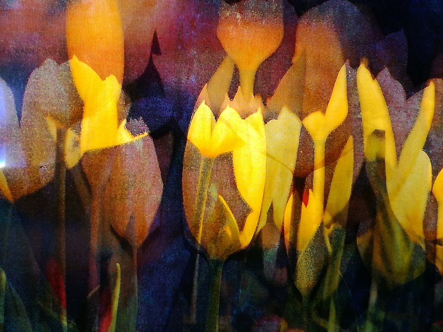 tulpen