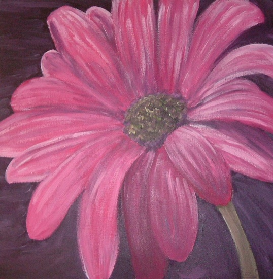 Pink Gerbera