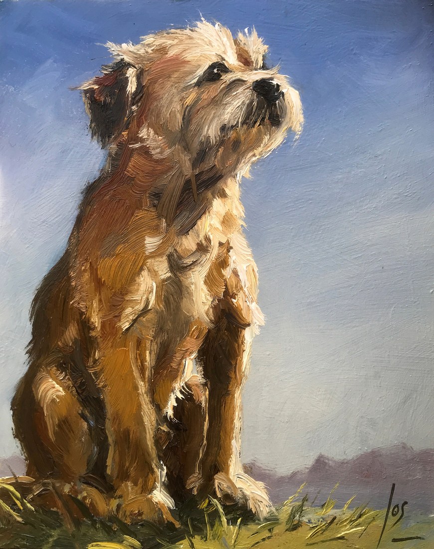 Border Terrier Jack
