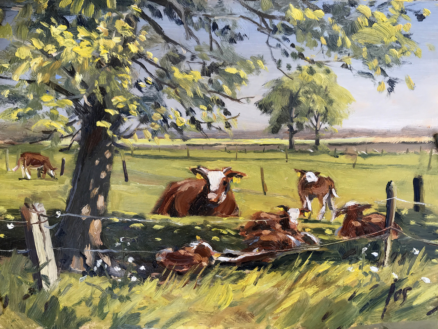 koeien aan de Nederheide