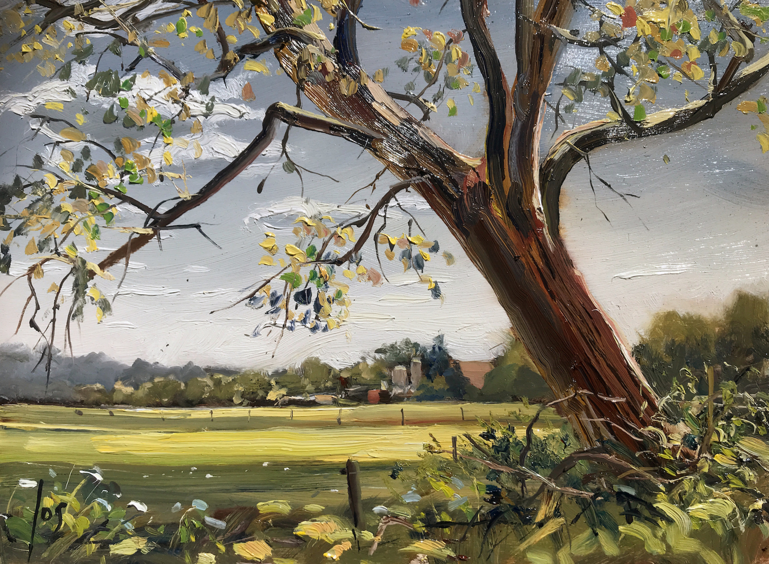 populier gebrande hoefstraat