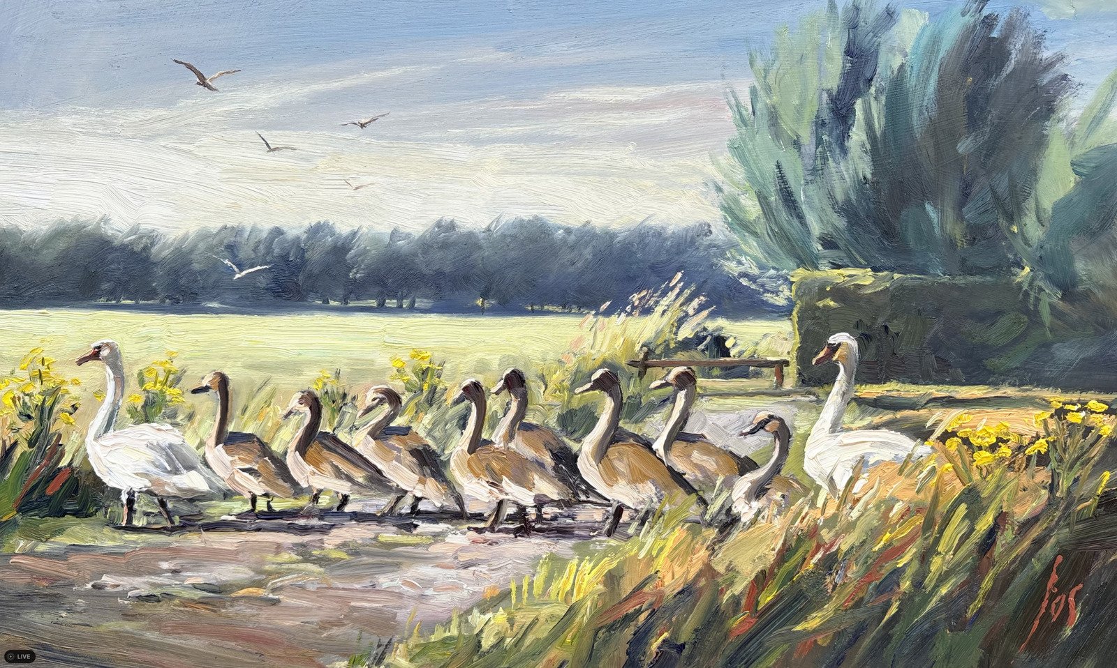 Zwanenfamilie