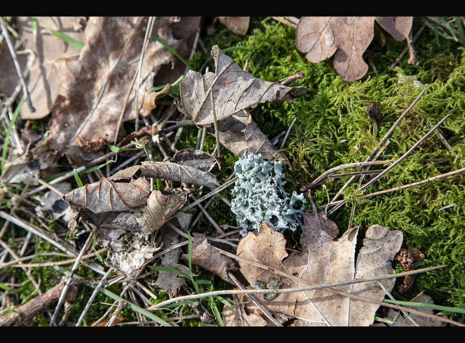 Waterleidingduinen