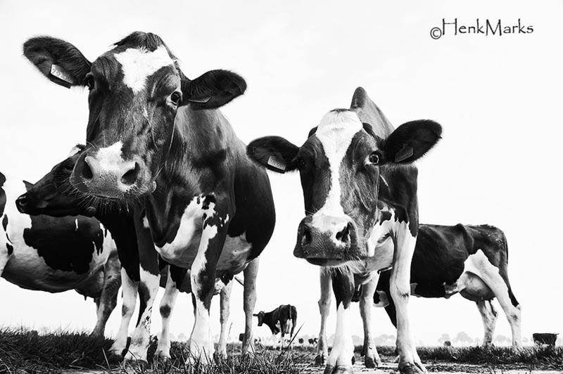 koeien 2