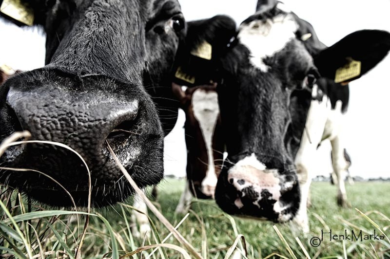 Koeien 3