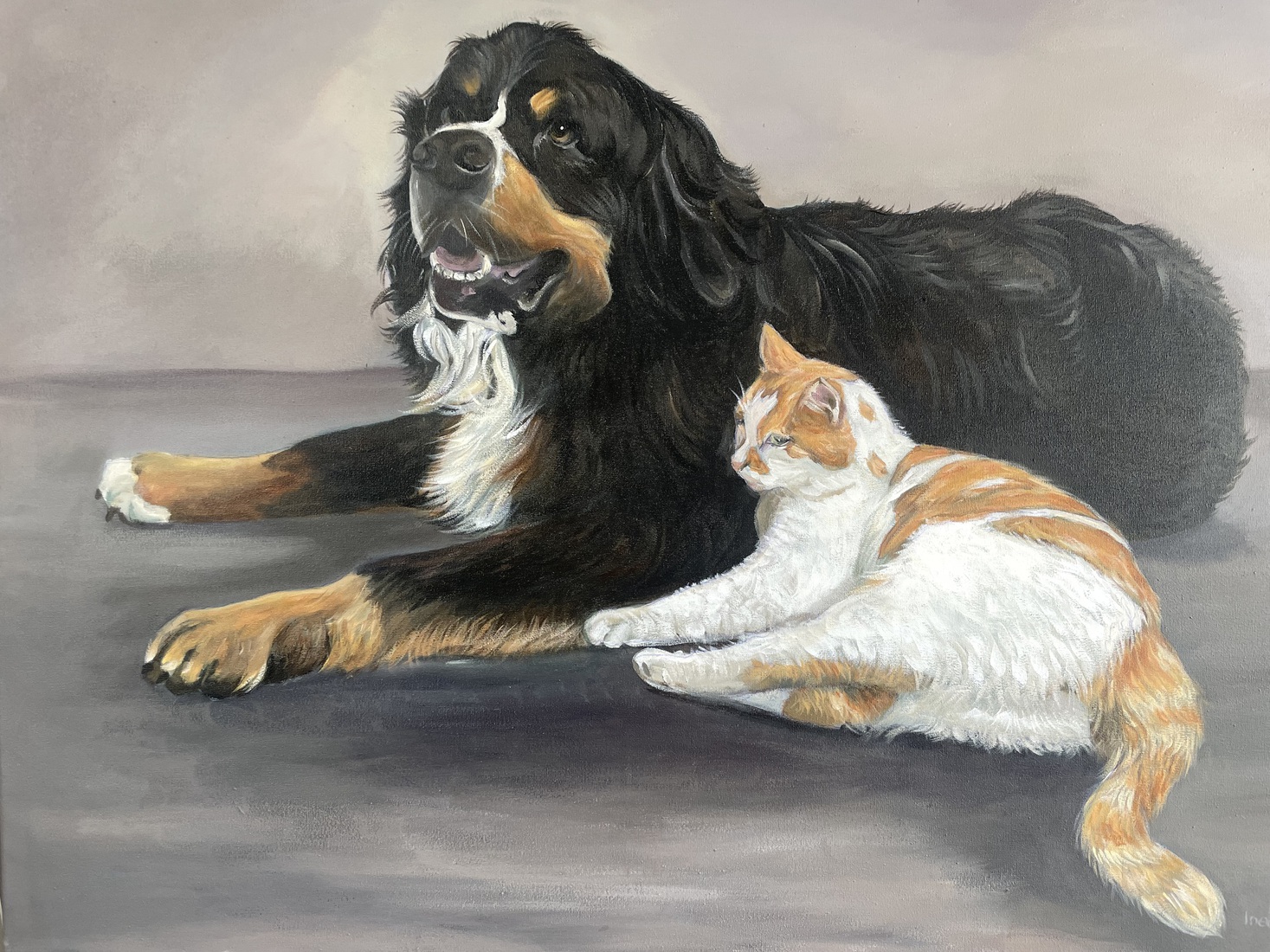 Berner sennen met poes