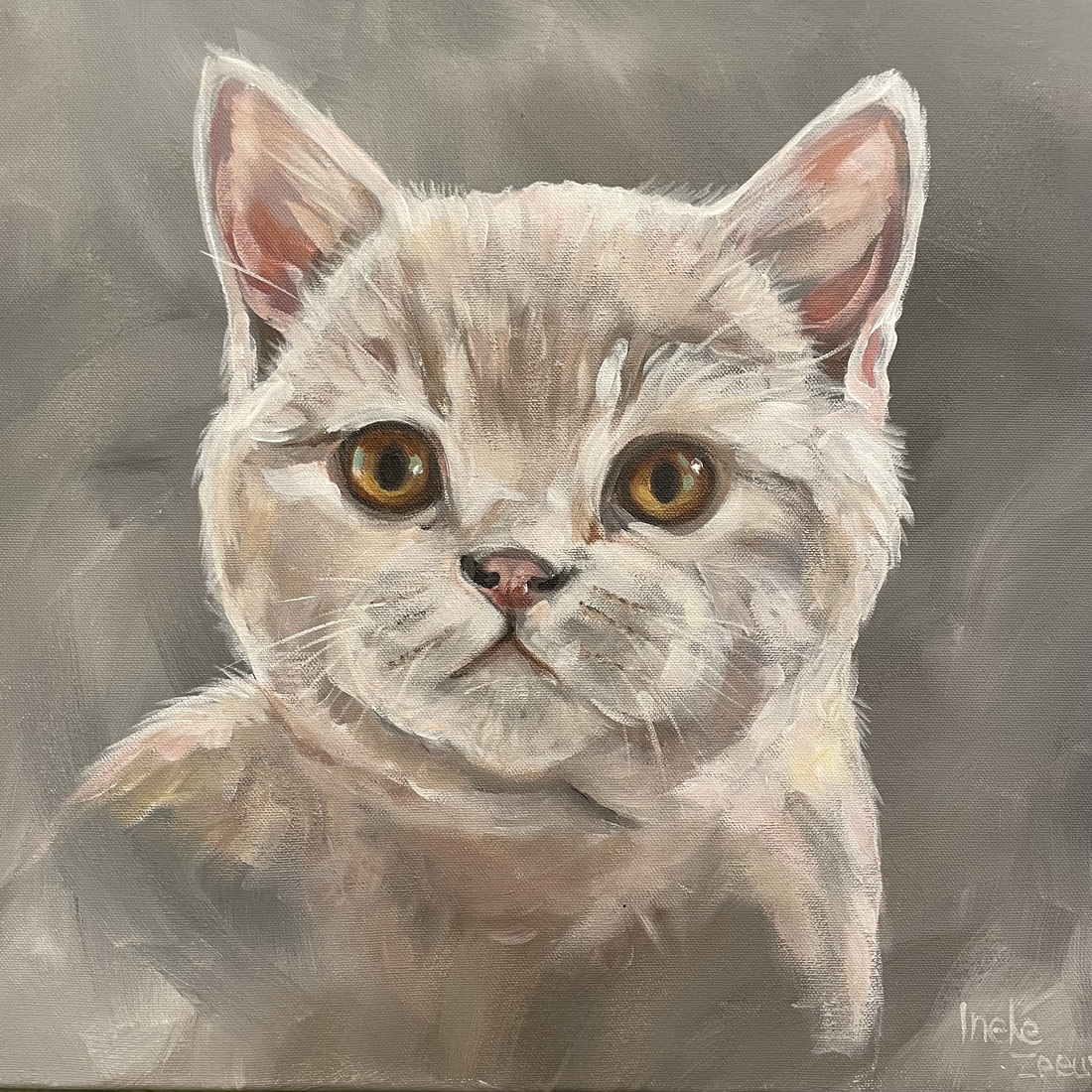 Poes britse korthaar