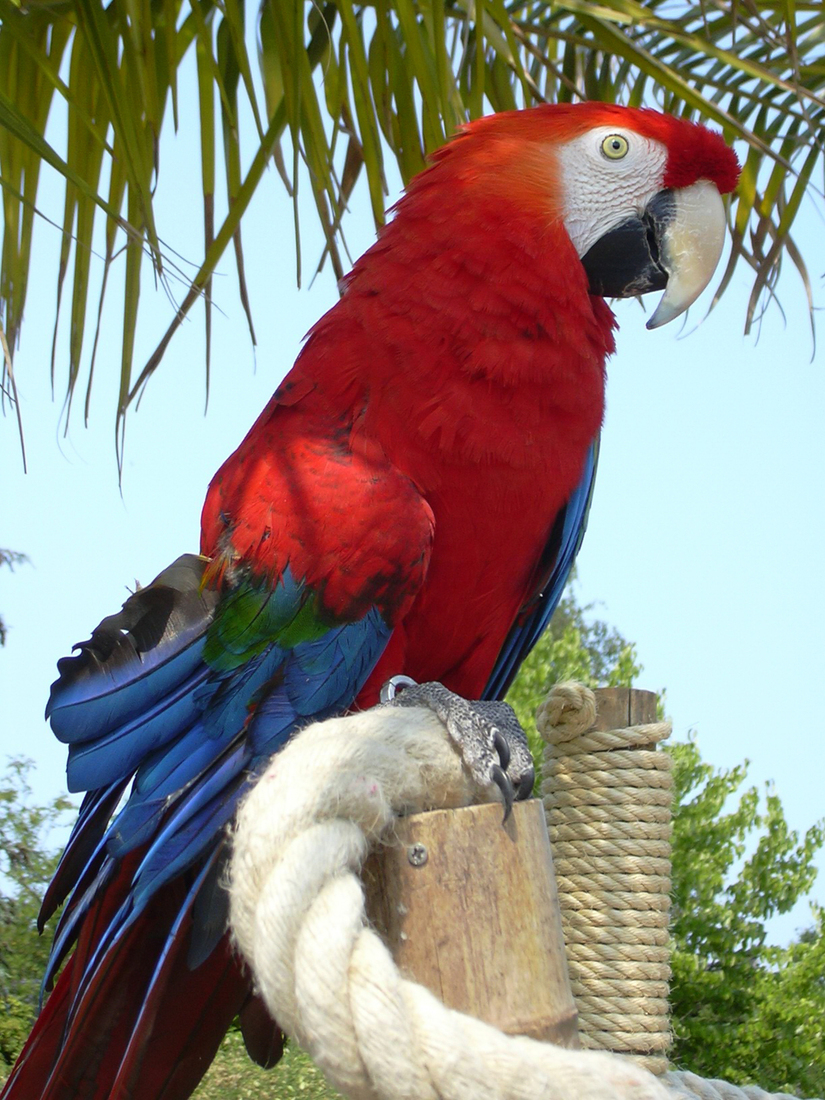 Parrot of former rescue in Hortus Haren