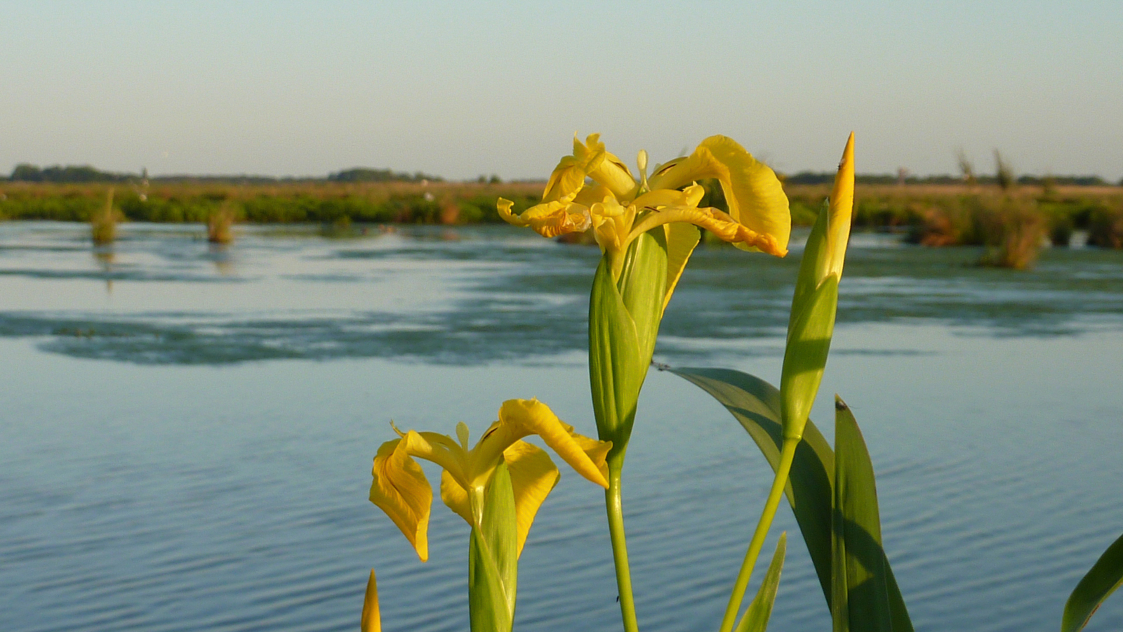 Yellow Iris De Onlanden Eelderwolde 