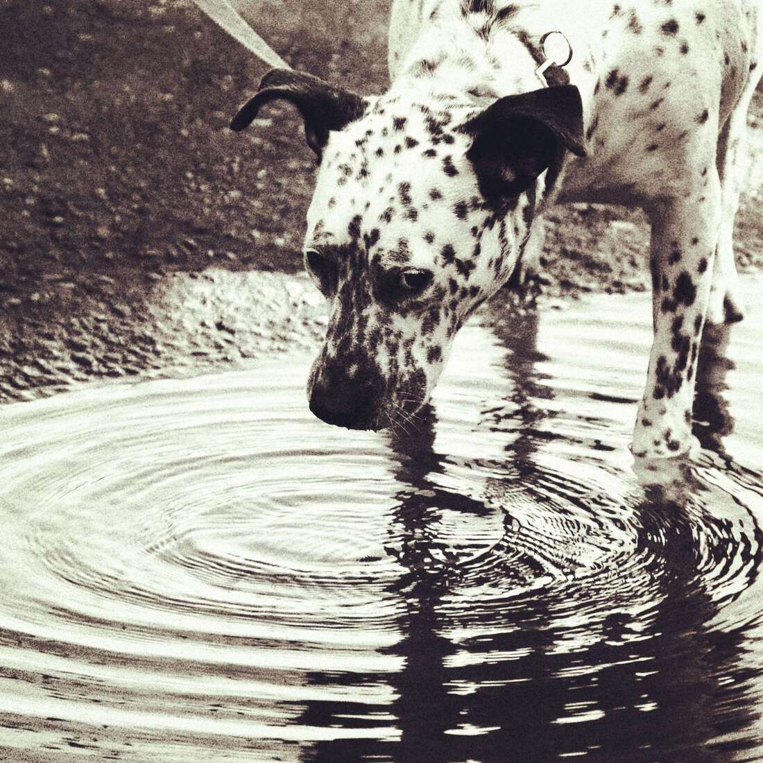 Sproet, thirsty after a long hike