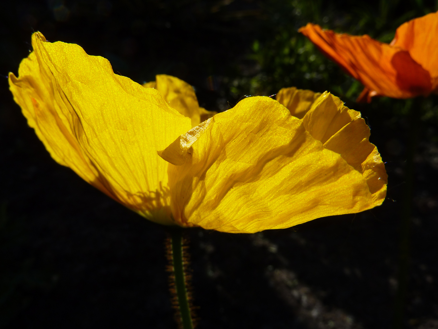 California poppies