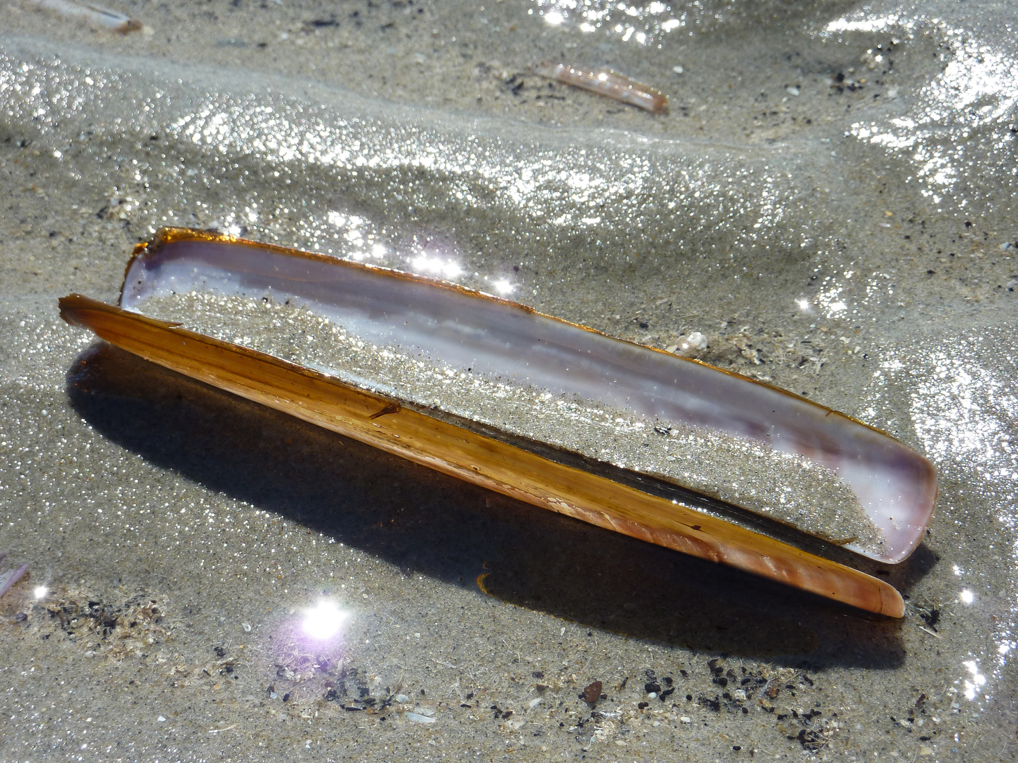 Wadden Island Ameland razor shell