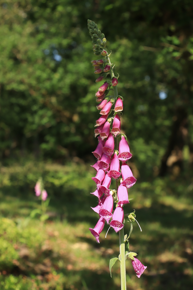 Digitalis Purpurea in Strubben-Kniphorstbosch 