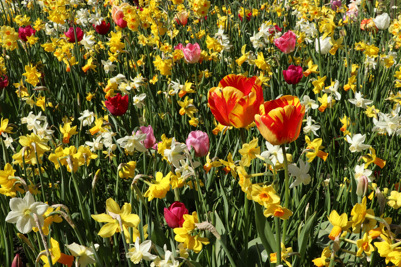 Spring flowers at Hortus Haren