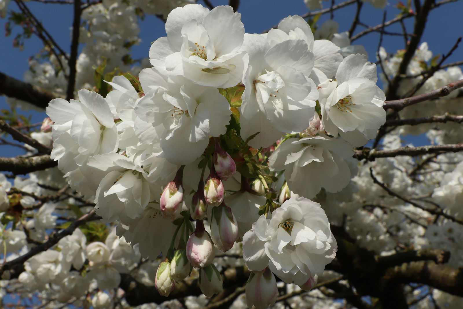 Blossom at Hortus Haren