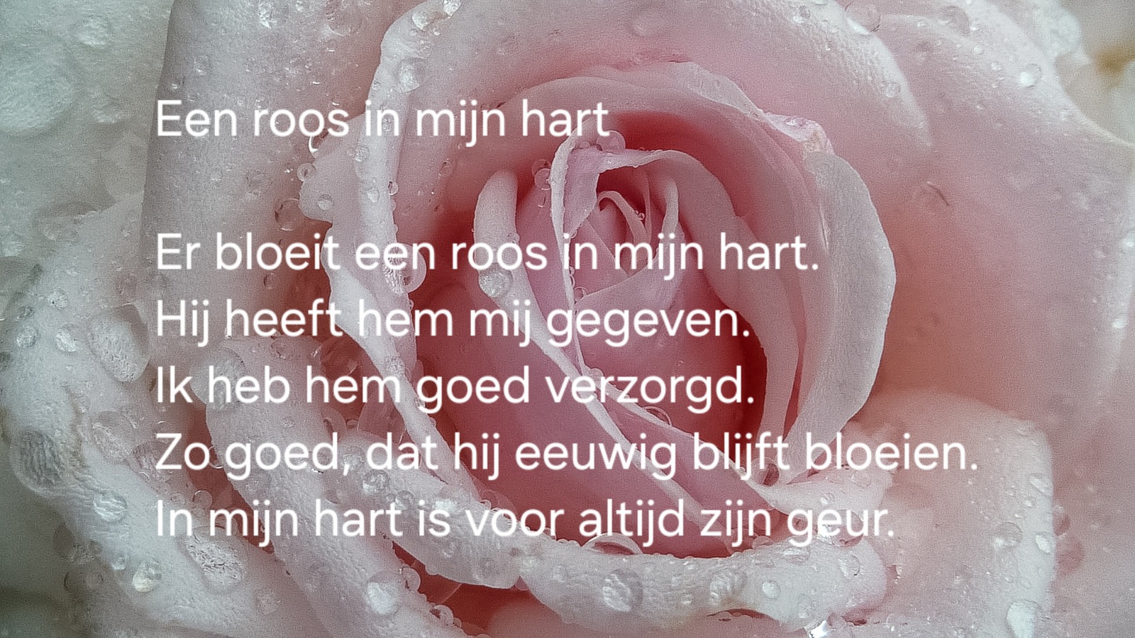 Een roos in mijn hart