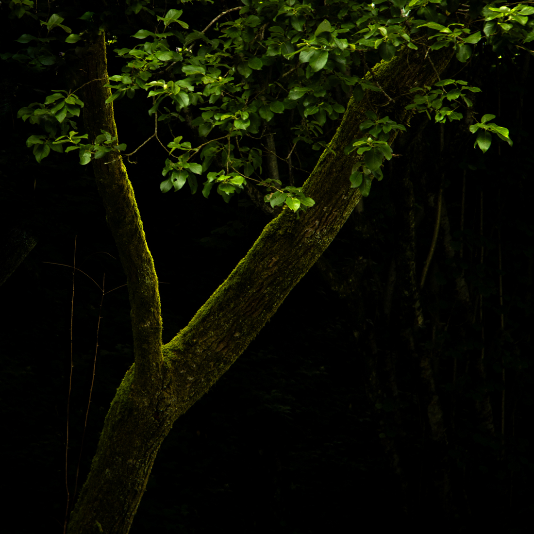 'it's all about light...