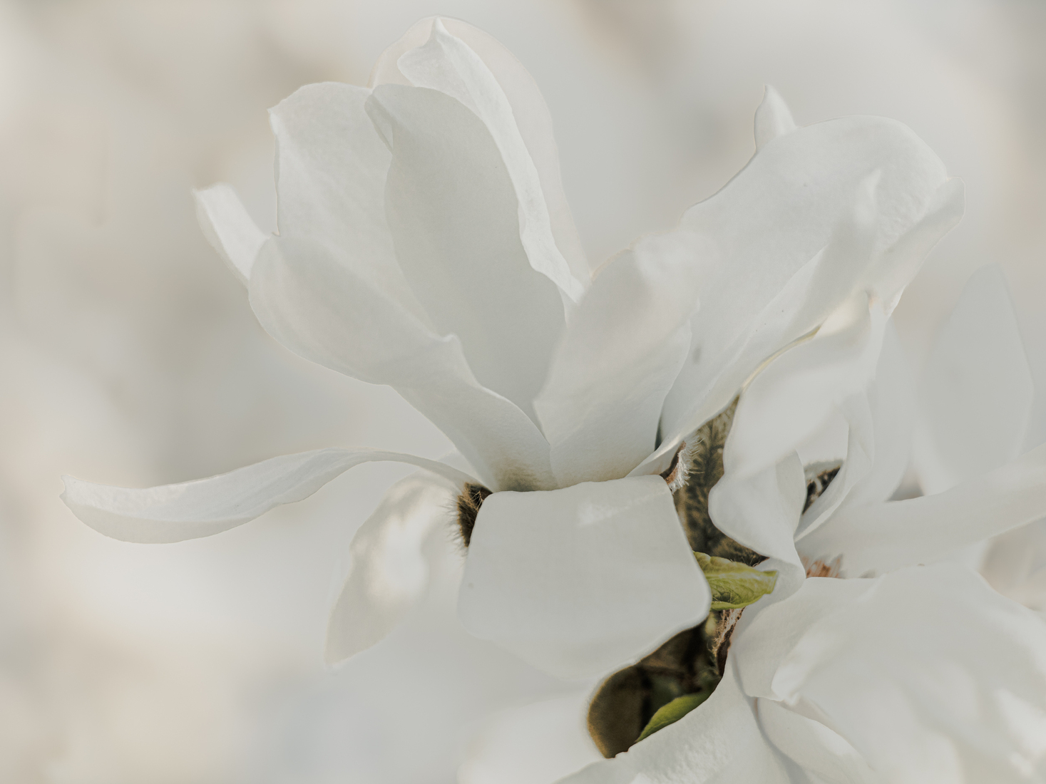 shades of white...