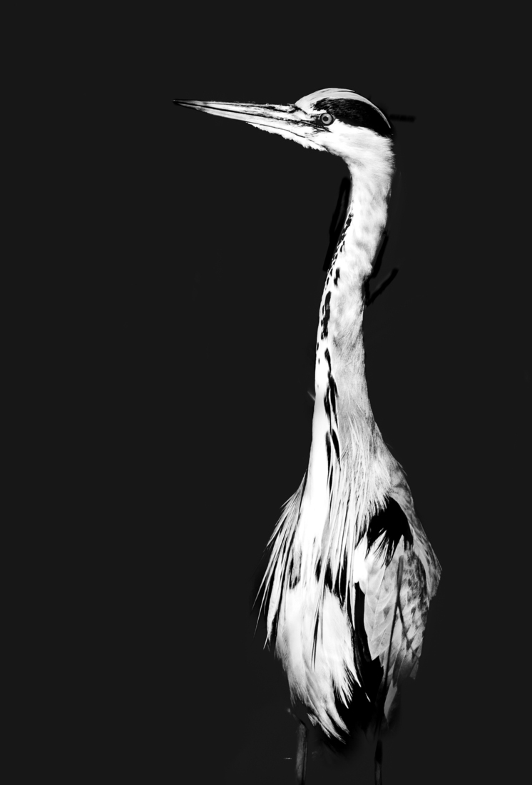 portrait of a heron...