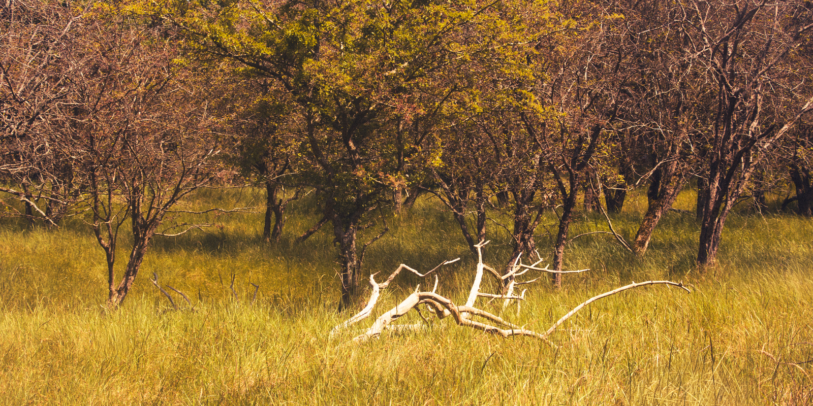 weather-beaten trees...