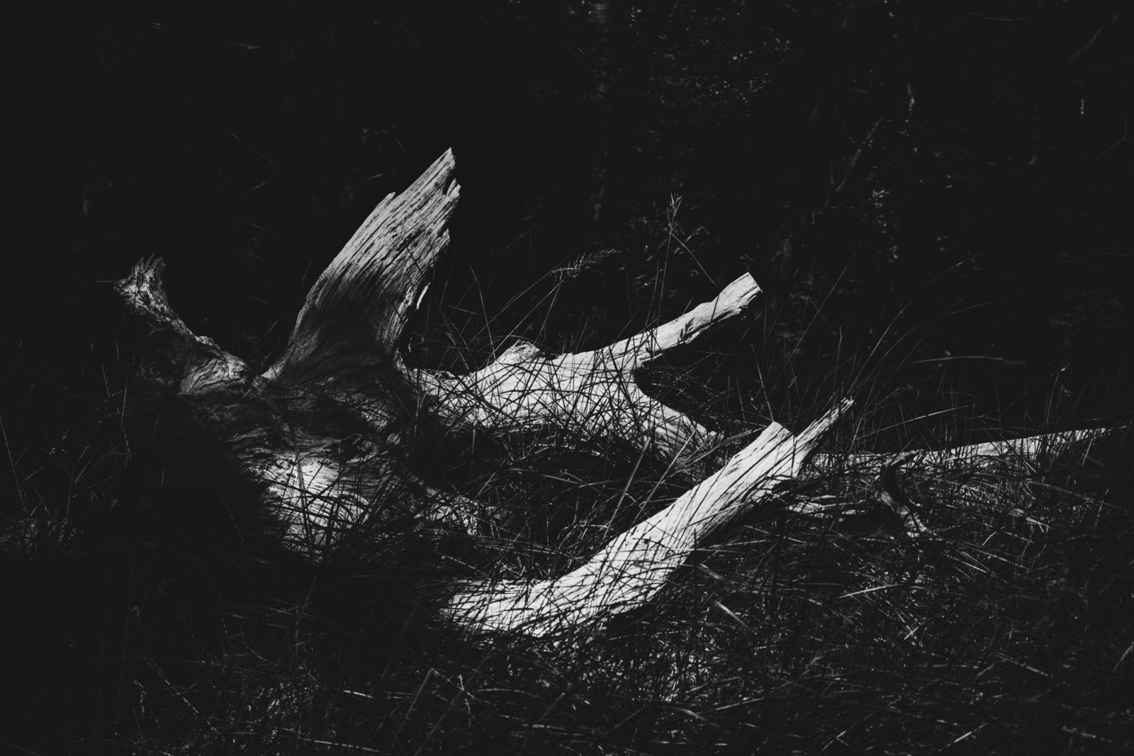 stilleven in de duinen...