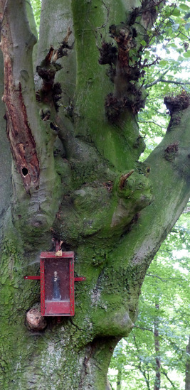 boom met een verhaal