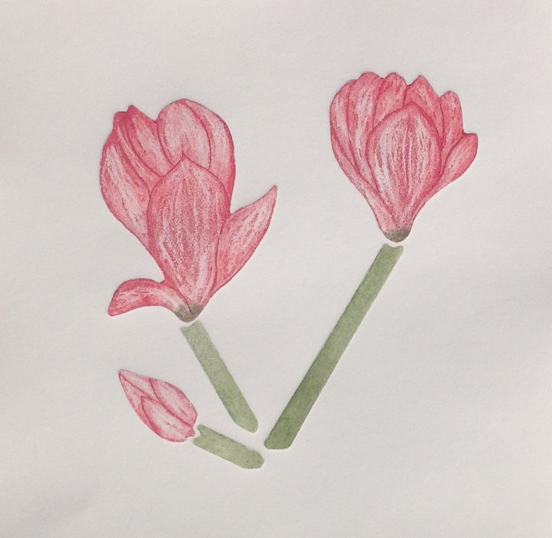 bloemen van de magnolia