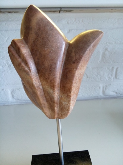Tulp 