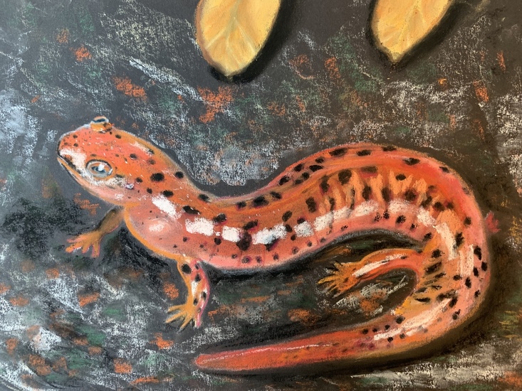 Salamander