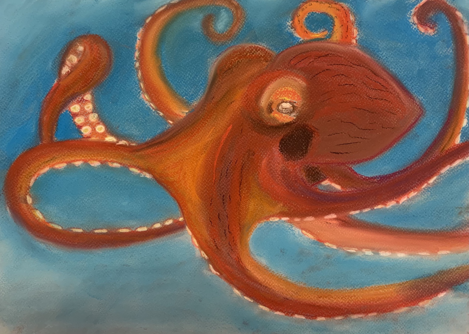 Octopus 