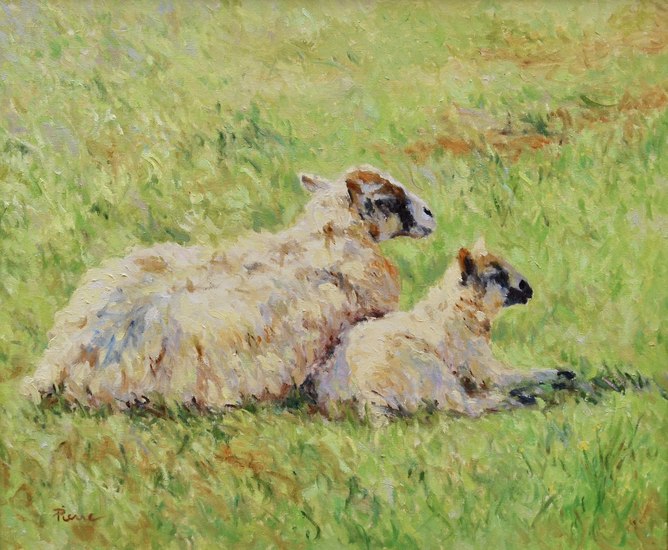 Schapen in de lente