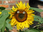 foto,s anders bekeken
