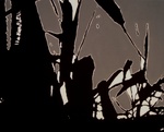 Natuurserie 2009-2013