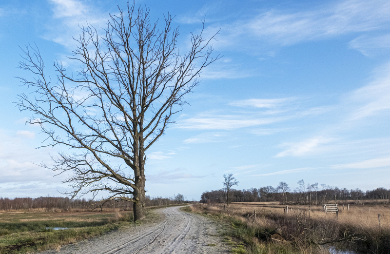 Bargerveen